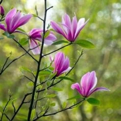 Magnolia Susan -Plant Series Store Magnolia Susan 08