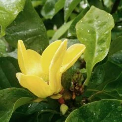 Magnolia X Brooklynensis Yellow Bird -Plant Series Store Magnolia brooklyensis Yellow Bird 01