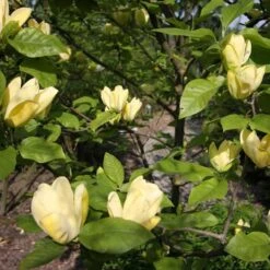 Magnolia X Brooklynensis Yellow Bird -Plant Series Store Magnolia brooklyensis Yellow Bird 03