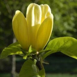 Magnolia X Brooklynensis Yellow Bird -Plant Series Store Magnolia brooklyensis Yellow Bird 04