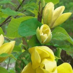 Magnolia X Brooklynensis Yellow Bird -Plant Series Store Magnolia brooklyensis Yellow Bird 10