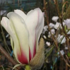 Magnolia Denudata Sunrise -Plant Series Store Magnolia concinna Sunrise 02