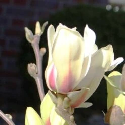 Magnolia Denudata Sunrise -Plant Series Store Magnolia concinna Sunrise 03