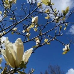 Magnolia Denudata Yellow River
