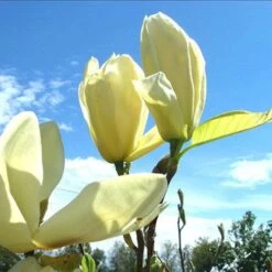 Magnolia Denudata Yellow River -Plant Series Store Magnolia denudata Yellow River 02