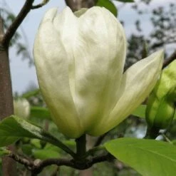 Magnolia Denudata Yellow River -Plant Series Store Magnolia denudata Yellow River 04
