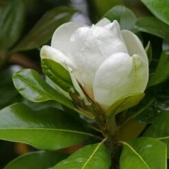 Magnolia Grandiflora Galissonnière -Plant Series Store Magnolia grand Gallissonniera 07