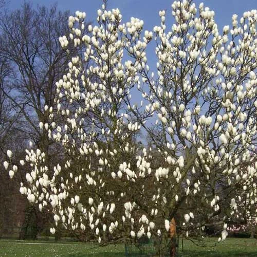 Magnolia X Soulangeana Lennei Alba 4 Magnolia X Soulangeana Lennei Alba - Image 4