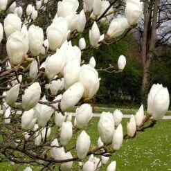 Magnolia X Soulangeana Lennei Alba 10 Magnolia X Soulangeana Lennei Alba -Plant Series Store Magnolia soulangeana Lennei Alba 03 f430f5cc 6e80 43ae acb6 dc395b54f88f