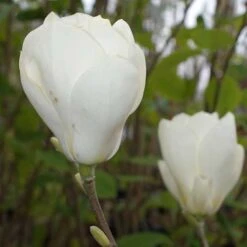 Magnolia X Soulangeana Lennei Alba