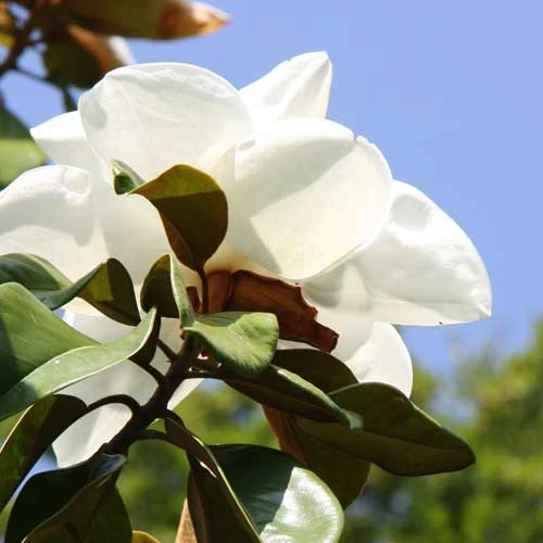 Magnolia X Soulangeana Lennei Alba 8 Magnolia X Soulangeana Lennei Alba - Image 8