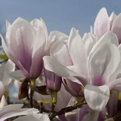 Magnolia X Soulangeana Alba Superba