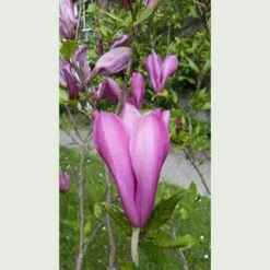 Magnolia Susan -Plant Series Store Magnolia Susan 1