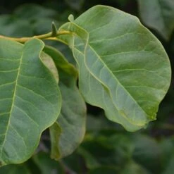 Magnolia Campbellii -Plant Series Store Magnolia cambellii 02