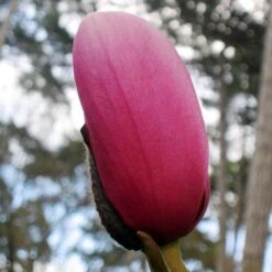 Magnolia Campbellii -Plant Series Store Magnolia cambellii 04