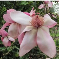 Magnolia Campbellii -Plant Series Store Magnolia cambellii 06