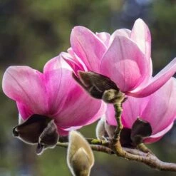 Magnolia Campbellii -Plant Series Store Magnolia cambellii 09