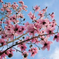 Magnolia Campbellii -Plant Series Store Magnolia cambellii 10