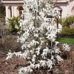 Magnolia X Kewensis Wada's Memory -Plant Series Store Magnolia kewensis Wada s Memory 03