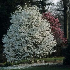 Magnolia X Kewensis Wada's Memory -Plant Series Store Magnolia kewensis Wada s Memory 04x