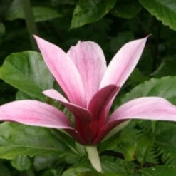 Magnolia Liliiflora Nigra -Plant Series Store Magnolia liliflora nigra