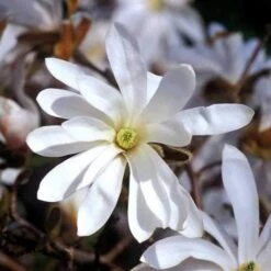 Magnolia Stellata -Plant Series Store Magnolia stellata 02