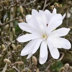 Magnolia Stellata -Plant Series Store Magnolia stellata 03
