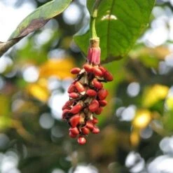 Magnolia Wilsonii -Plant Series Store Magnolia wilsonii fruit