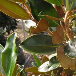 Magnolia Grandiflora Little Gem -Plant Series Store MagnoliagrandifloraLittleGem