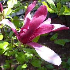 Magnolia Liliiflora Nigra -Plant Series Store MagnolialilifloraNigra2