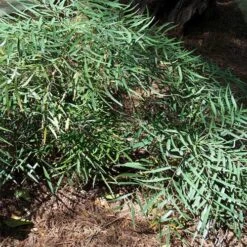 Mahonia Eurybracteata Soft Caress -Plant Series Store Mahonia eurybracteata Soft Caress 03