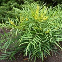 Mahonia Eurybracteata Soft Caress -Plant Series Store Mahonia eurybracteata Soft Caress 06