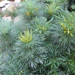 Mahonia Eurybracteata Soft Caress -Plant Series Store Mahonia eurybracteata Soft Caress 07