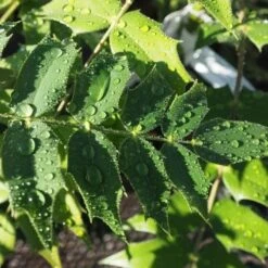 Mahonia X Media Charity -Plant Series Store Mahonia Charity FF