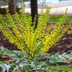Mahonia X Media Charity -Plant Series Store Mahonia x media Charity01 eb836189 230f 4e4c b1c6 1ea7e1dc9904