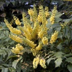 Mahonia X Media Charity -Plant Series Store Mahonia x media Charity03 03a93019 d9fb 4b50 9486 1292997ecff0