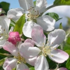 Malus Gorgeous - Flowering Crab Apple -Plant Series Store Malus Gorgeous blossom