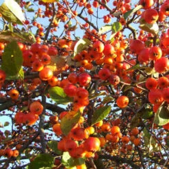 Malus Evereste -Plant Series Store Malus Evereste 01