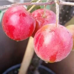 Malus Gorgeous - Flowering Crab Apple -Plant Series Store Malus Gorgeous 03