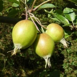 Malus John Downie -Plant Series Store Malus John Downie 01