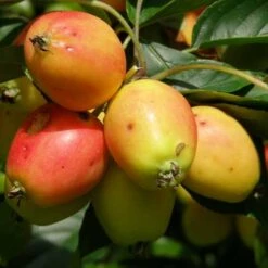 Malus John Downie -Plant Series Store Malus John Downie 03