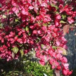 Malus Toringo Scarlett (Scarletta) - Flowering Crab Apple