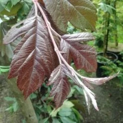 Malus X Moerslandii Profusion Improved - Flowering Crab Apple -Plant Series Store Malus improved profusion 2 FF