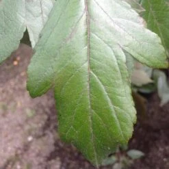 Malus X Moerslandii Profusion Improved - Flowering Crab Apple -Plant Series Store Malus improved profusion FF