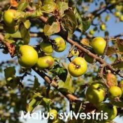 Permaculture Hedge Mix -Plant Series Store Malus sylvestris 05 dfe4a20d 4302 4872 b4da f951c1c2bfc2