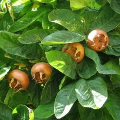Medlar Brabant Giant -Plant Series Store Medlar Nottingham 02 a1f022c5 1759 4a4a 831c 2ec20240ab3f