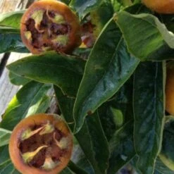 Medlar Brabant Giant -Plant Series Store Medlar Nottingham 03 658d47df b7b7 4732 b0cf 4b5293adf598