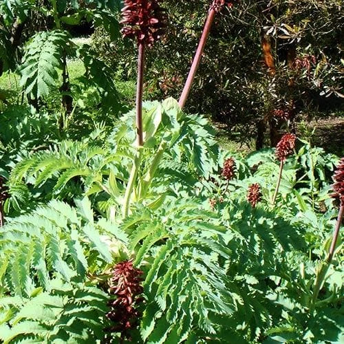 Melianthus Major 2 Melianthus Major - Image 2