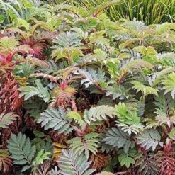 Melianthus Major 8 Melianthus Major -Plant Series Store Melianthus major 03