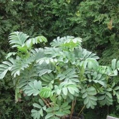 Melianthus Major 9 Melianthus Major -Plant Series Store Melianthus major 04